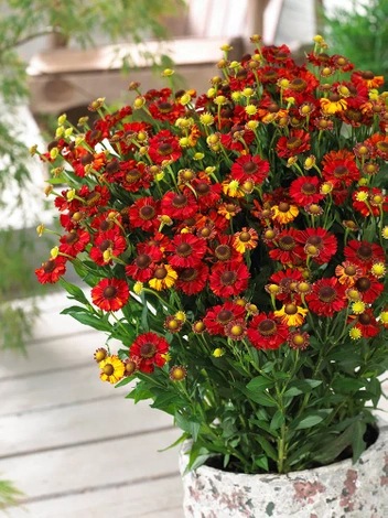 Dzielżan (Helenium) 'Hot Lava'