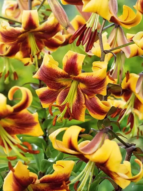 Lilia (Lilium) 'Robert Swanson' 1 szt.