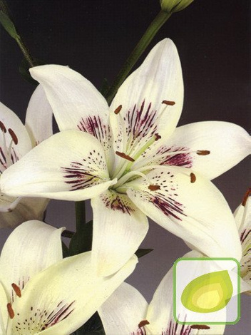 Lilia (Lilium) Centerfold