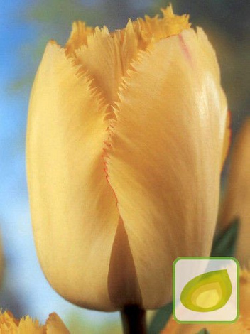 Tulipan Fringed Elegance