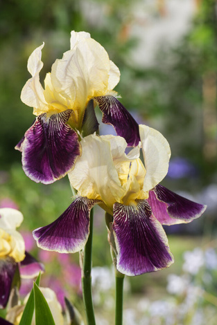 Irys bródkowy ( Iris germanica ) ' Salonique ' 1 szt.