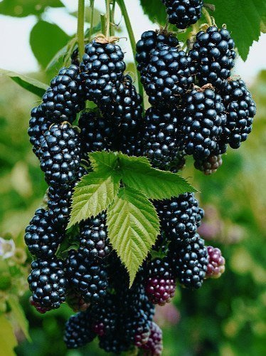 Jeżyna Wielkoowocowa (Rubus.sp) Black Satin - Krzew Owocowy