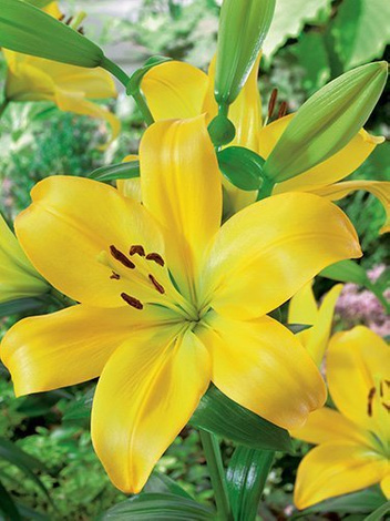 Lilia (Lilium) 'Golden Tycoon'