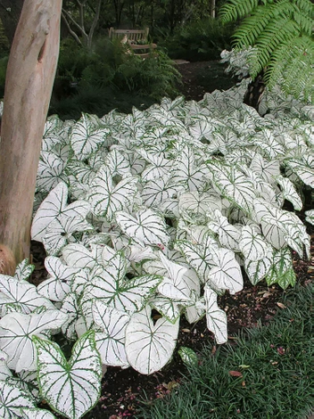 Obraźnica | Kaladium (Caladium) 'Candidum'  1 szt.