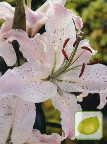 Lilia (Lilium) Marco Polo