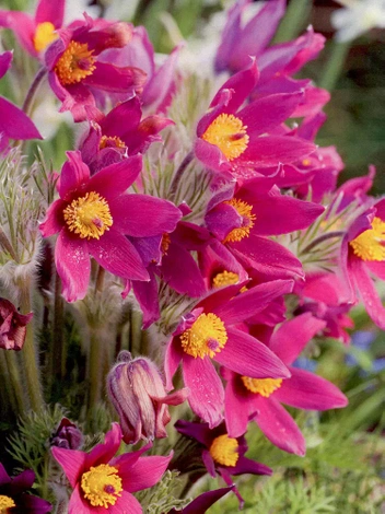 Sasanka (Pulsatilla vulgaris) Różowa