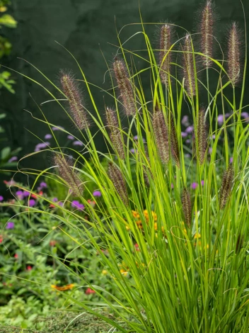 Trawa ozdobna Pennisetum 'Red Head'