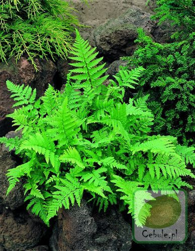 Paproć (Dryopteris) Leatherwood