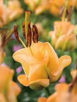 Lilia (Lilium) 'Apricot Fudge'