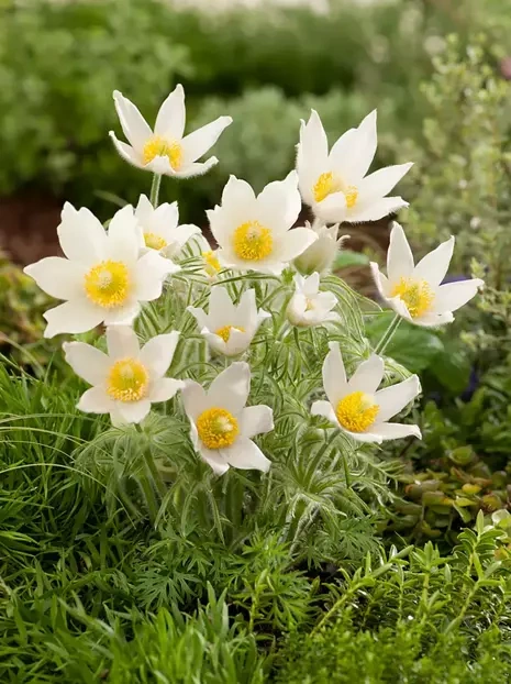 Sasanka (Pulsatilla japonica) Biała