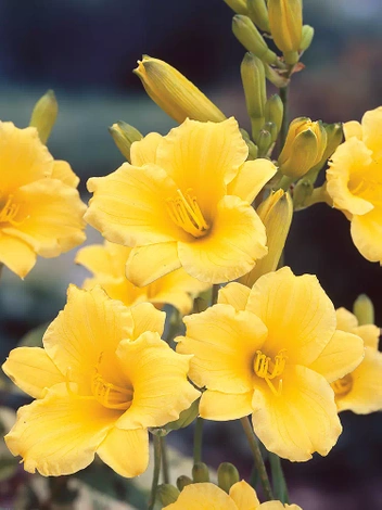 Liliowiec (Hemerocallis) 'Stella D'Oro'