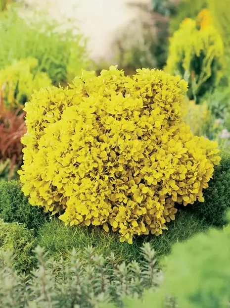 Berberys (Berberis thunbergii) 'Special Gold'