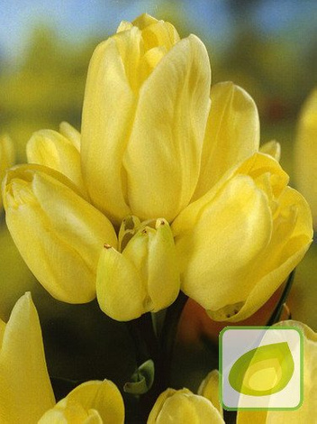 Tulipan (Tulipa) 'Hans Dietrich Genscher'