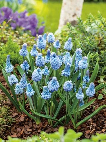 Szafirek (Muscari) 'Azureum' 10 szt.