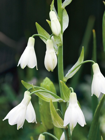 Galtonia Biaława (Galtonia candicans)