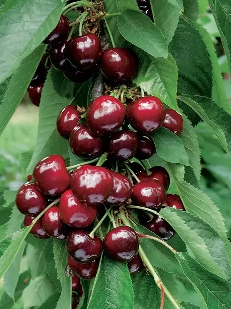 Czereśnia kolumnowa 'Helene'