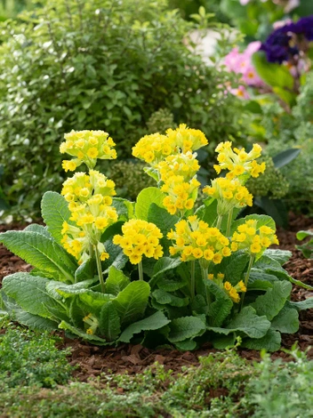 Pierwiosnek (Primula) 'Veris' 1 szt.