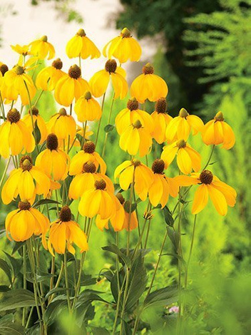 Rudbekia lśniąca (Rudbeckia nitida) 'Herbstsonne'