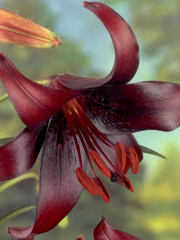 Lilia (Lilium) 'Night Flyer'