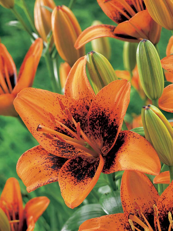 Lilia (Lilium) ’Tribal Dance’