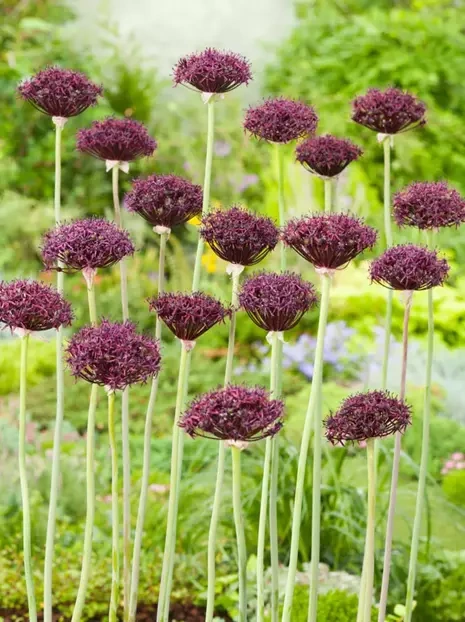 Czosnek (Allium) 'Firmament' 1 szt.