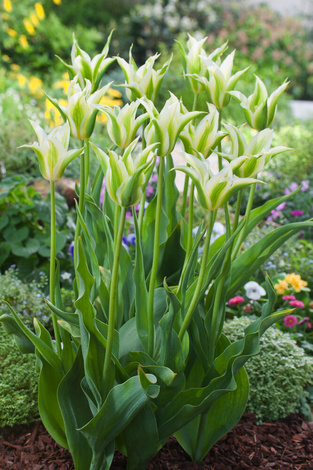 Tulipan ( Tulipa ) Green Star 5 szt.