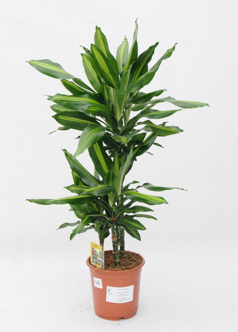 Dracena Fragrans Cintho (Dracaena fragrans 'Cintho')