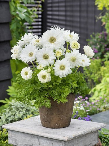 Zawilec (Anemone coronaria) 'Mount Everest' 5 szt.