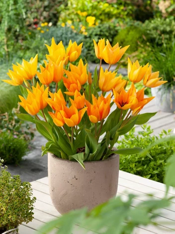 Tulipan Bukietowy (Tulipa) 'Praestans Shogun' 5 szt.