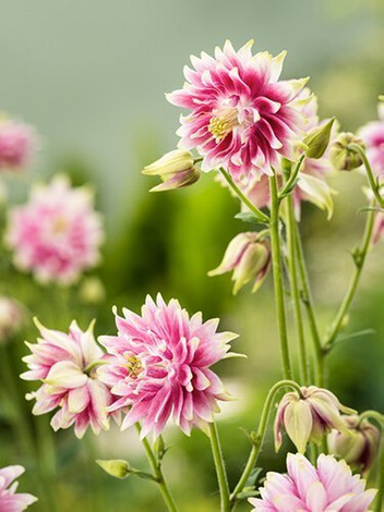 Orlik (Aquilegia) 'Barlow Nora' 1 szt.