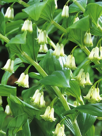 Kokoryczka wielkokwiatowa (Polygonatum multiflorum)