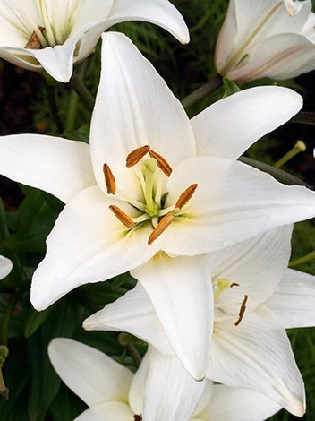 Lilia (Lilium) 'Navona'