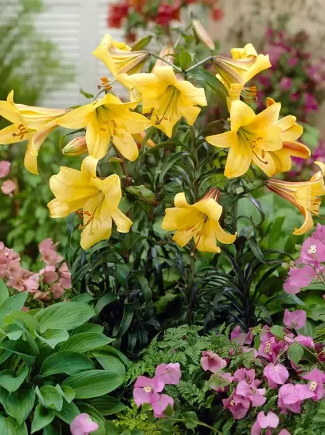 Lilia (Lilium) 'Golden Splendour'