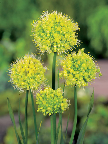 Czosnek (Allium) 'Obliquum Yellow' 1 szt.