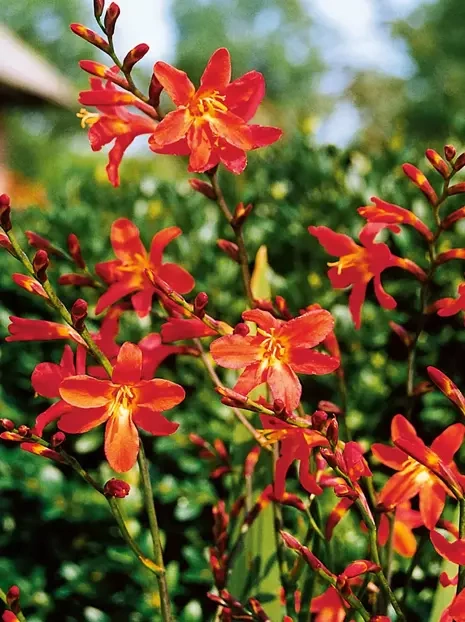 Cynobrówka (Crocosmia) 'Carmine Brilliant' 5 szt.