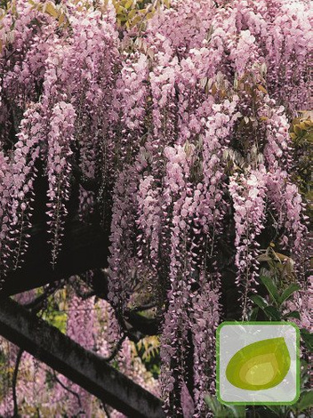 Glicynia (Wisteria floribunda) 'Honbeni' Różowa