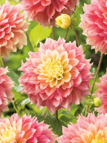 Dalia (Dahlia) 'Kogane Fubuki'