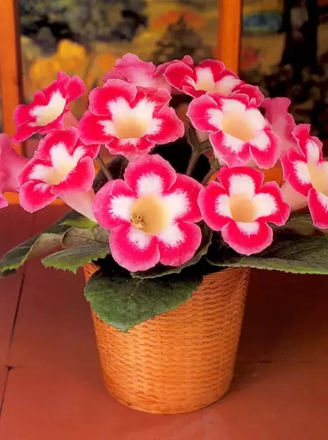 Gloksynia Gloxinia (Sinningia) 'Blanche De Meru'