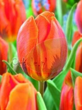 Tulipan Triumph ( Tulipa ) Hermitage 5 szt.