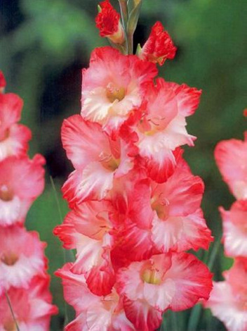 Mieczyk (Gladiolus) Pink Lady