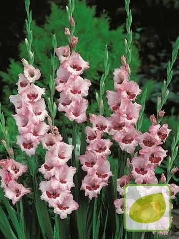 MEGAPAKA Mieczyk (Gladiolus) Wine & Roses