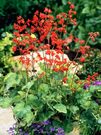 Żurawka (Heuchera brizoides) 'Pluie De Feu'