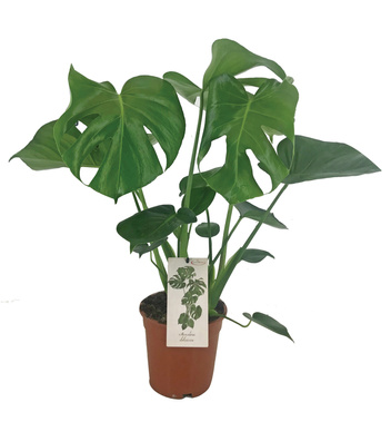 Monstera Sadzonka w Doniczce 17 cm