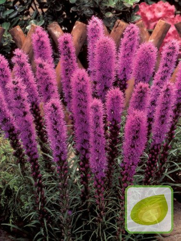 Liatra kłosowa (Liatris Spicata)