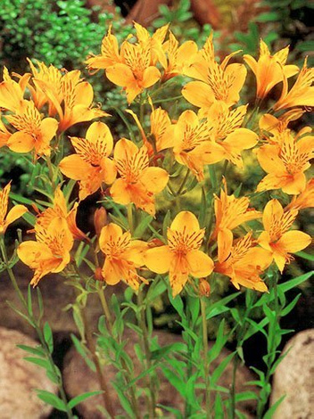 Alstremeria (Alstroemeria) 'Yellow Princess' 1 szt.