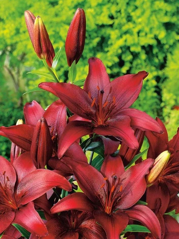 Lilia (Lilium) Landini