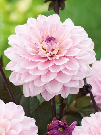 Dalia (Dahlia)  'Melody Harmony'