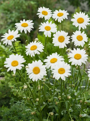 Złocień (Leucanthemum) 'Becky' 1 szt.