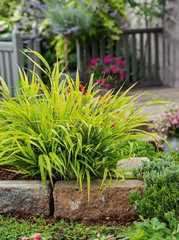 Hakone smukła (Hakonechloa macra) 1 szt.