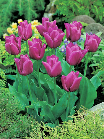 Tulipan Triumph (Tulipa) 'Passionale' 5 szt.